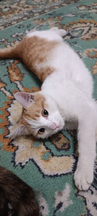 Кошечка ищет заботливую семью , активная, шустрая,  к лотку приучена