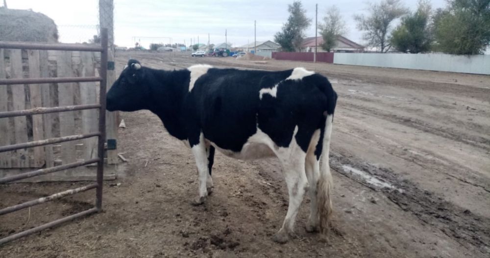 Бузауымен сиыр сатылады ! продается корова вместе с теленком!