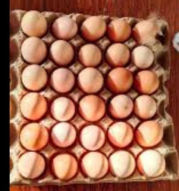 Қолдың жумыртқасы