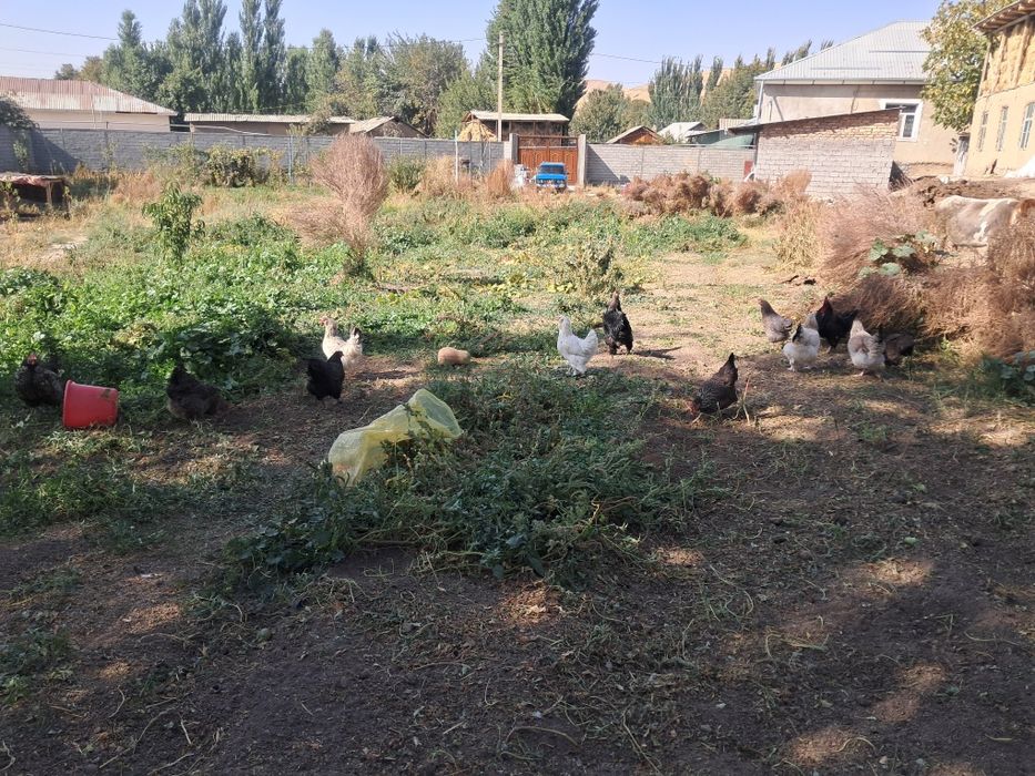 Курка товула стилади