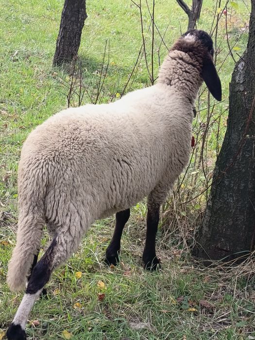 Vând 2 berbecuți,  berbeci de anul acesta, 2025