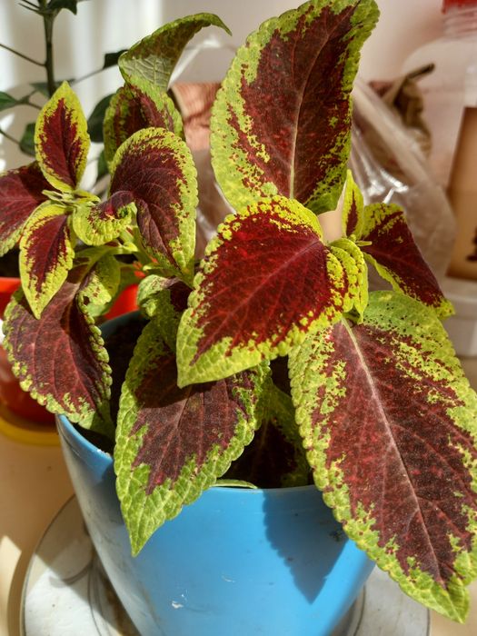 Продам .цветок КОЛЕУС