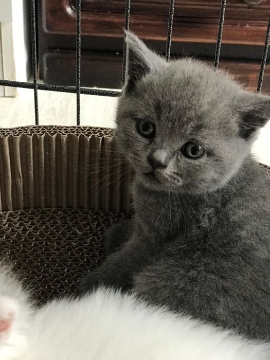 Кошки британский страйт