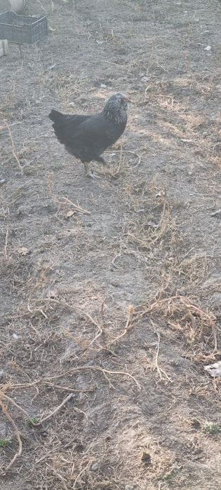 Zottor ho'roz 200ming va tovuqlar 150 mingdan