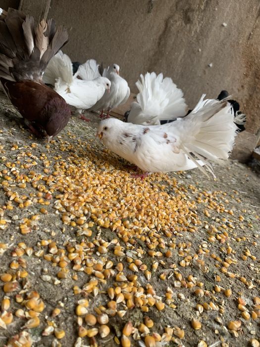 Vând porumbei comuni,curcani pret negociabil la pret  .