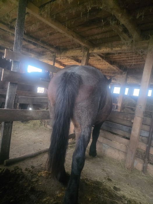 Vând două iepe semigrele