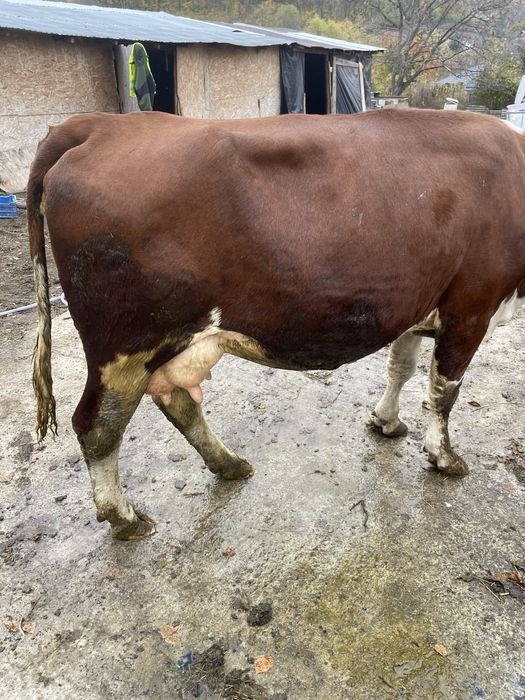 Vaca tanara gestanta