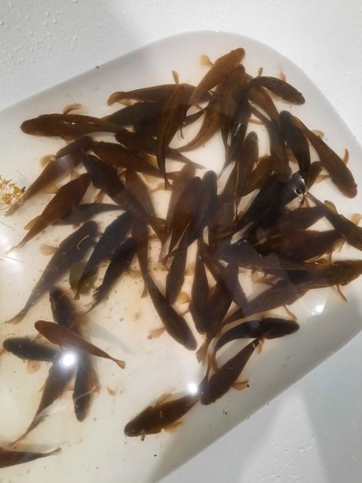 Живец ротан 60т в петропавл