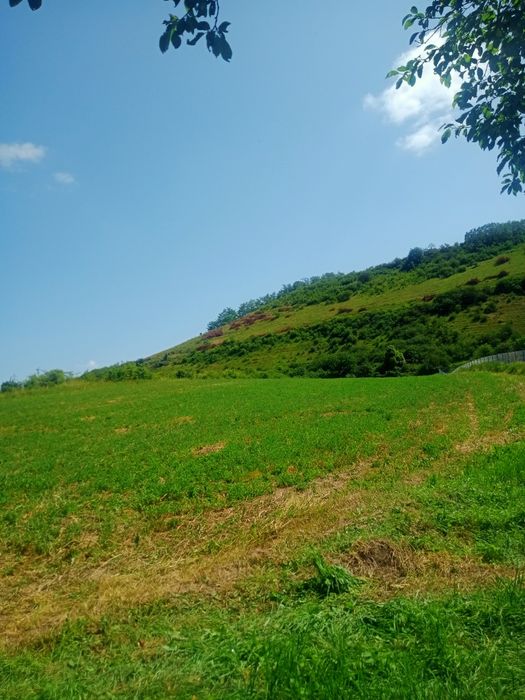 Vând baloți lucernă