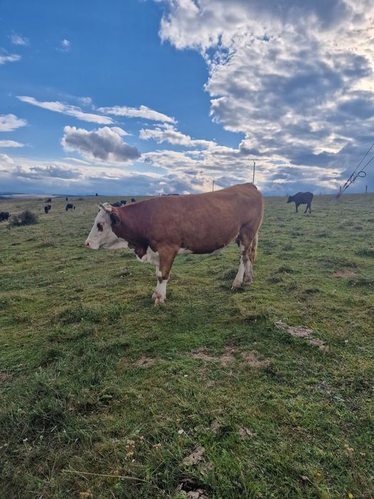 Vând vacă balțată