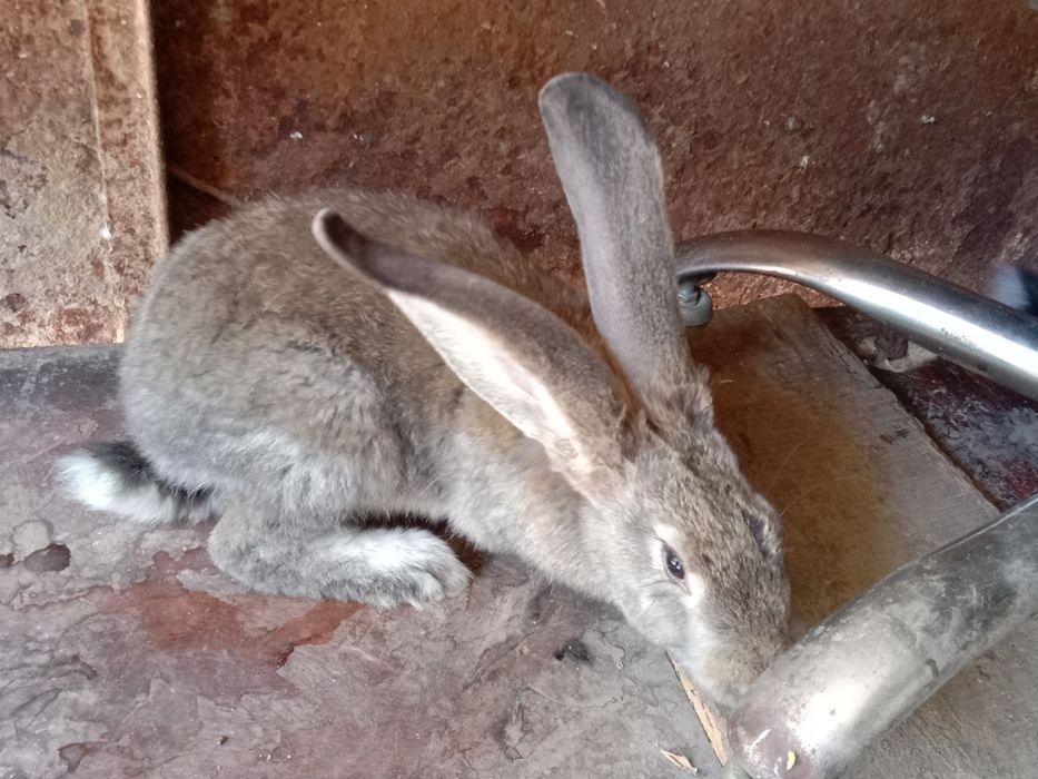 Продам кроликов разных пород все кролики здоровые прививки зделаны