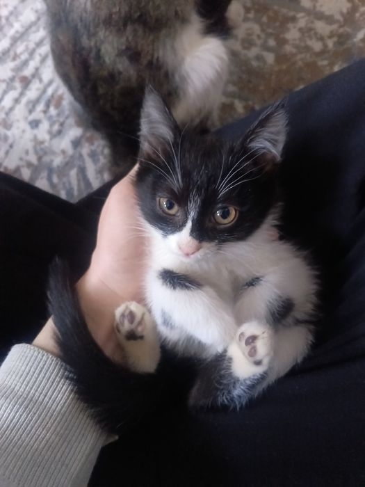 Пышык кыз бесплатно