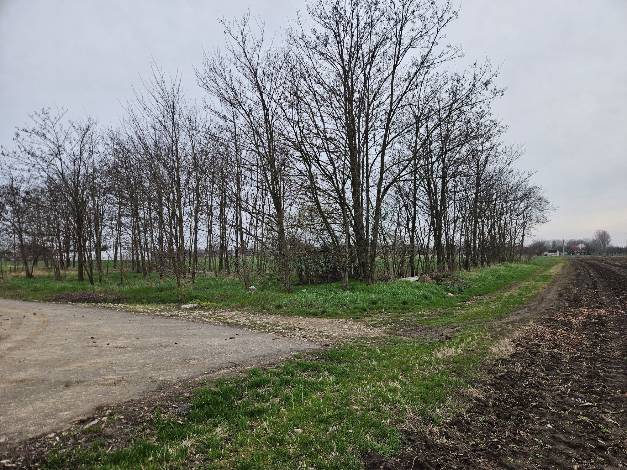 OCAZIE Teren Intravilan 2500mp / 15e/mp la 14km de Oradea in Santaul M