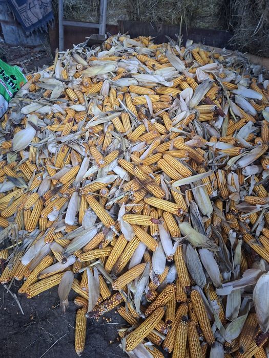 Vând porumb  știuleți