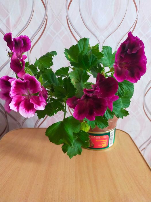 Продам колиус, хлорофитум, гибискус