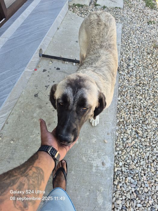 Catelusa 7 luni,vaccinata cipata!!