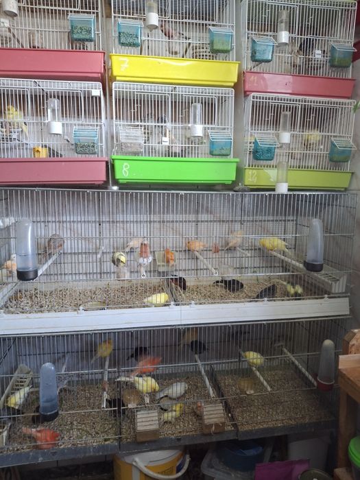 Vind canari diferite culori  100 lei