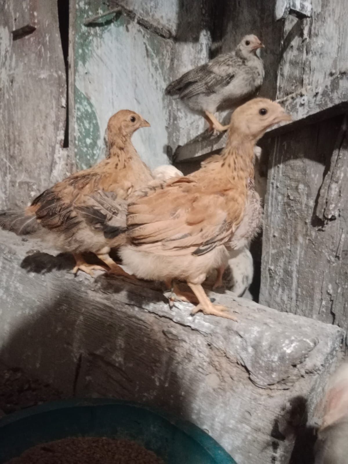 Продам цыплят Адлерская серебристая порода