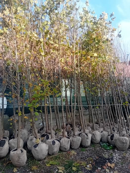 Vand platani diferite dimensiuni