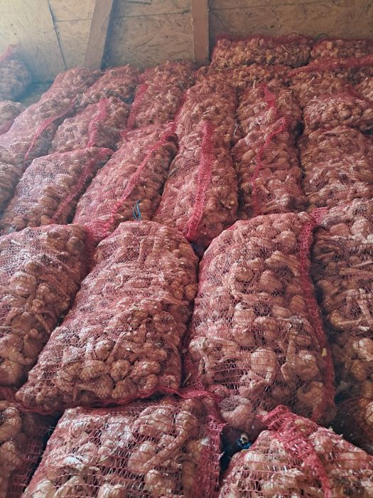 Usturoi BIO prășit manual