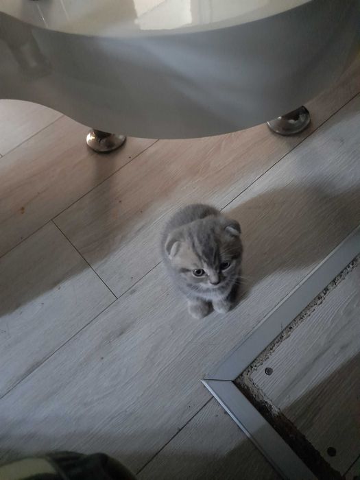 Шотландско клепоухо котенце