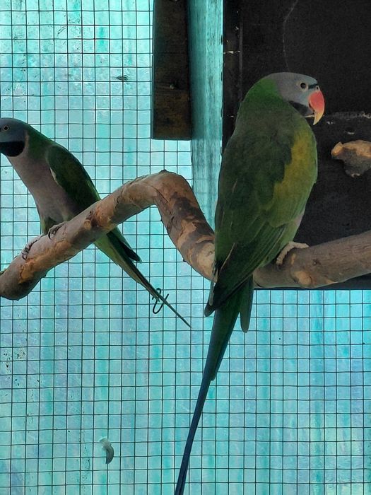 Vind sau schimb pereche de marele china