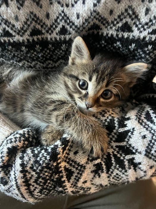 Отдам котёнка срочно