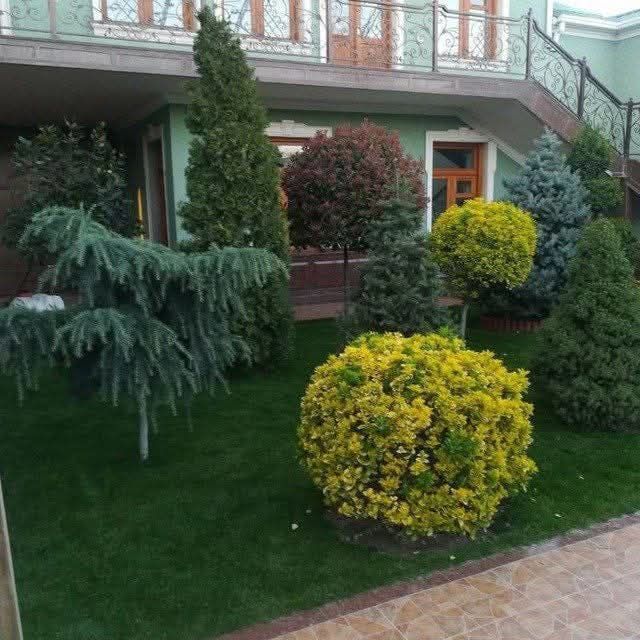 Gazon lanshaft dezayn