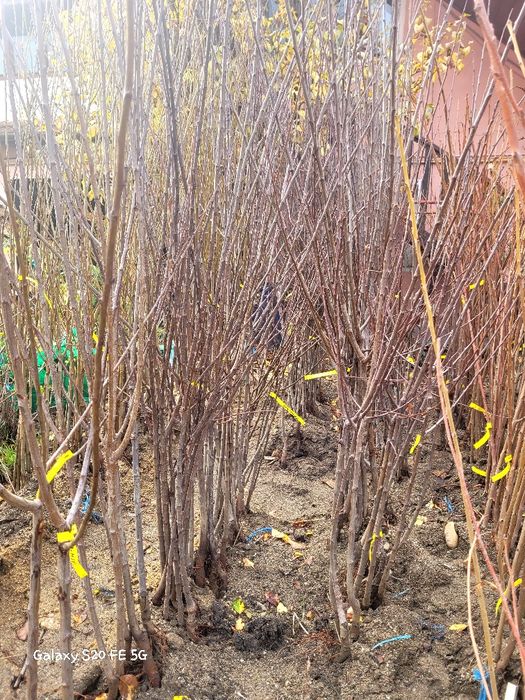 Pruni Top hit  Top taste si alte soiuri ,anul 3 coroana formata la ofe