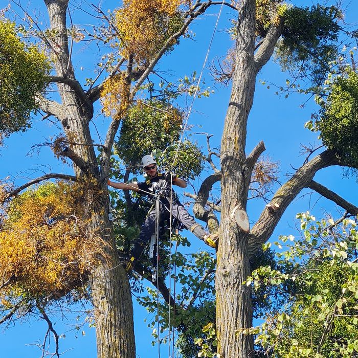 Toaletare taiere arbori periculosi cu alpinisti utilitari
