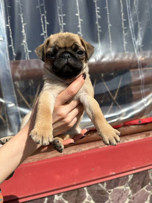 MOPS Kuchukchalari