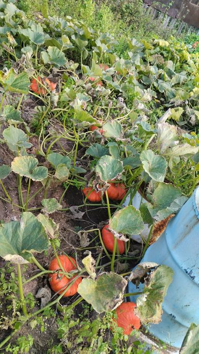 Продам тыкву дачную.