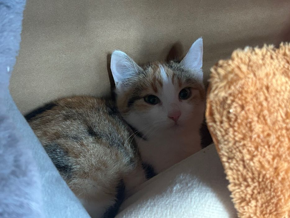 Подарявам малко трицветно котенце