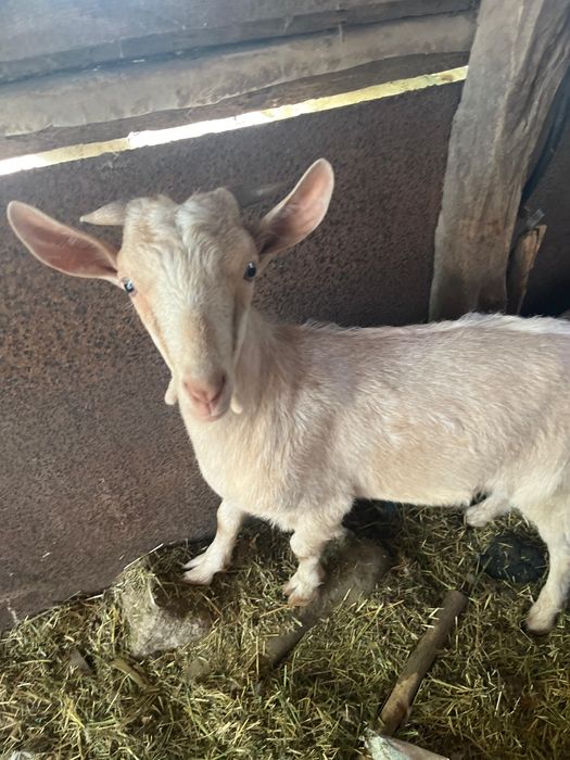 Vând 3 capre 1 țap și două capre bune de lapte