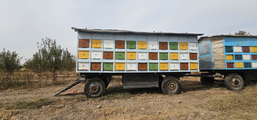 Asalari tirkamasi pavilon