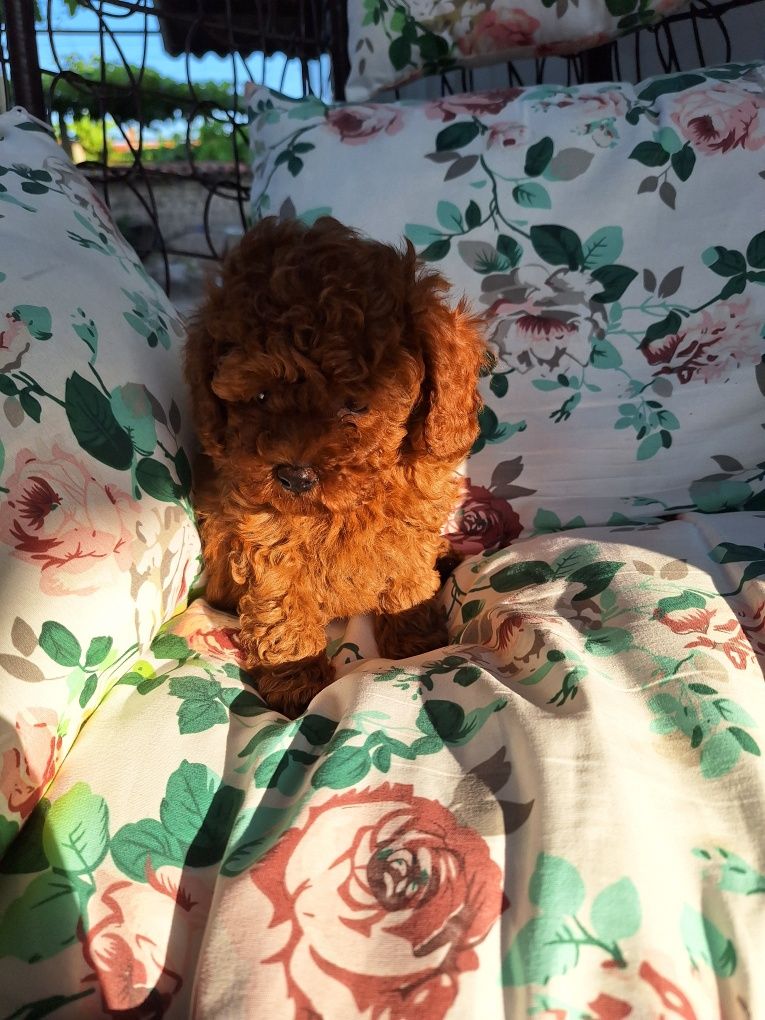 Той Пудел / Poodle Toy