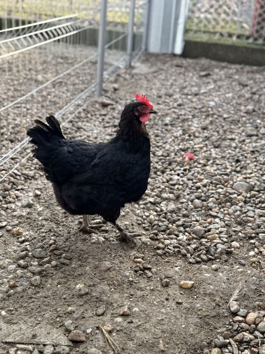 Vând ouă de incubat din difireti rase