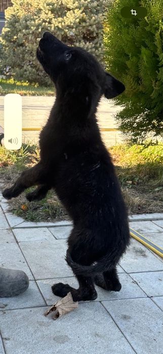 Щенки немецкой овчарки FCI