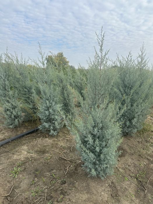 Tuia / Brad / Leylandii