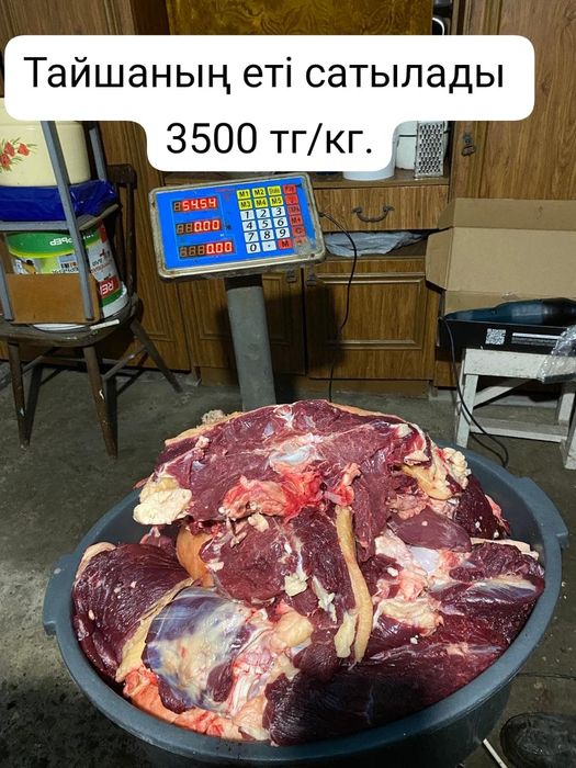 Продается говядина. 1,5 годовалый. Жас тайша