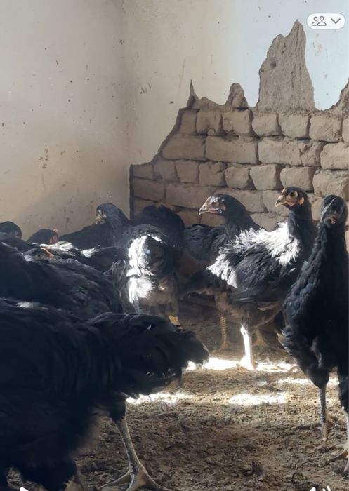 Гигант кора шахзода  (чёрный принц куры петухи цеплята) qora shahzoda.