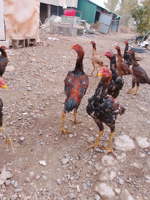 Тауық,Қораздар,Шөжелер бар