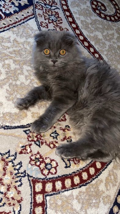 Watlantiski mushuk