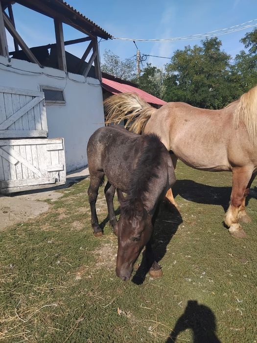 Iapa Gestanta mânza