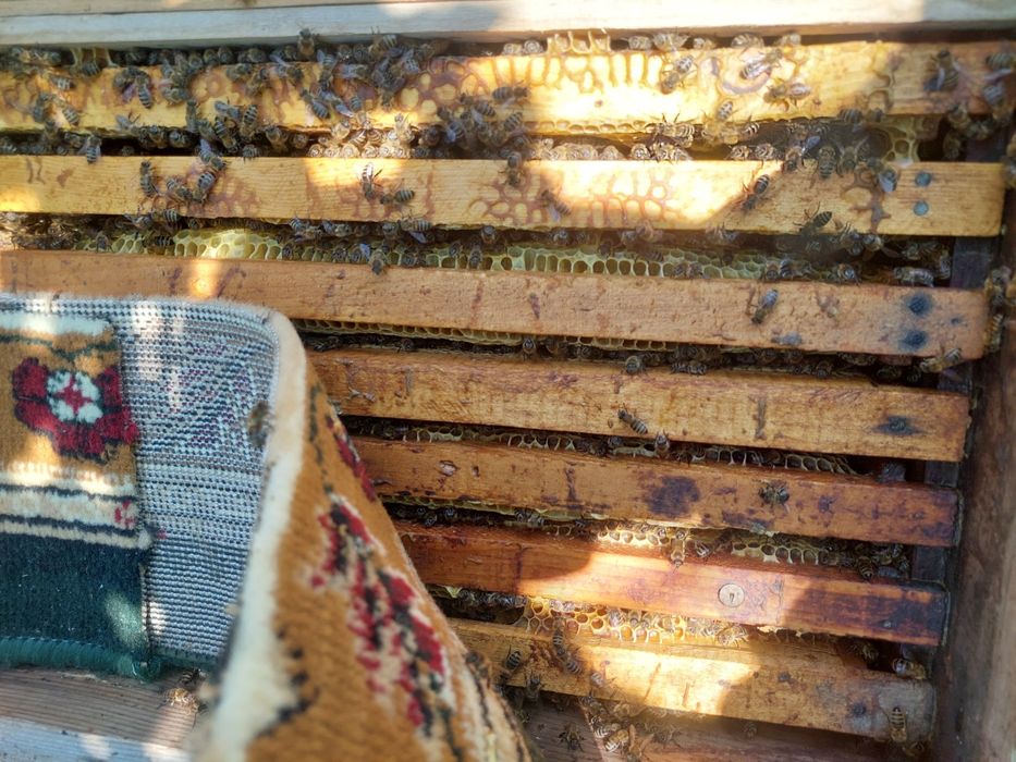 Пчел пчеловодства