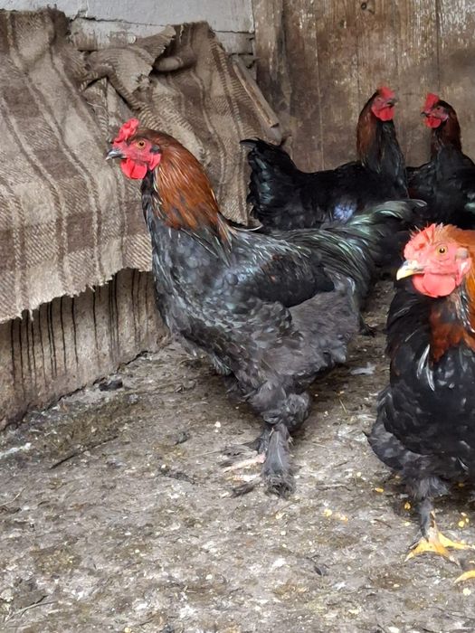 Vând cocosi, tineret de 5-6 luni