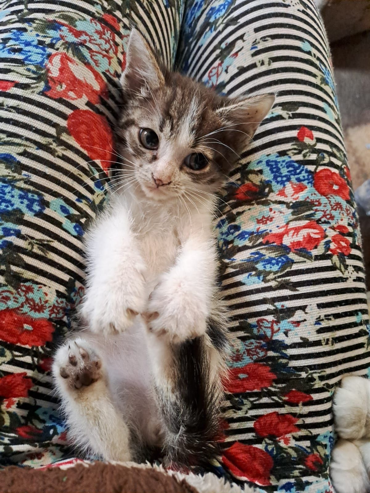 Отдаю котенка Девочку