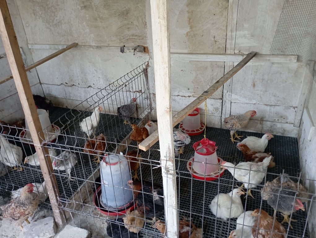 Pui de țară scoși la clocitoare