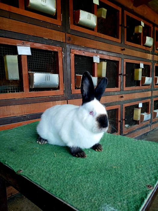 Iepuri de rasă Californian