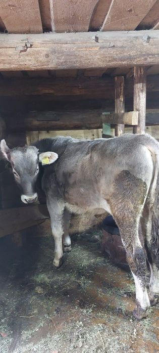 Vand taur si jurincuta